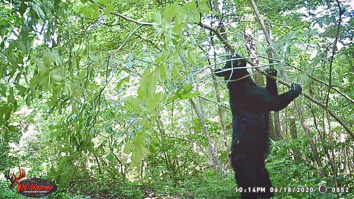 A bear can be seen on his hind legs reaching up into a tree on a trail camera located just 1.5 miles from the four-way intersection on Highway 5 in Mansfield. The time stamp has an error as it should read 10:14 a.m. The photo was taken the morning of Thursday, June 18.